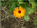 neven